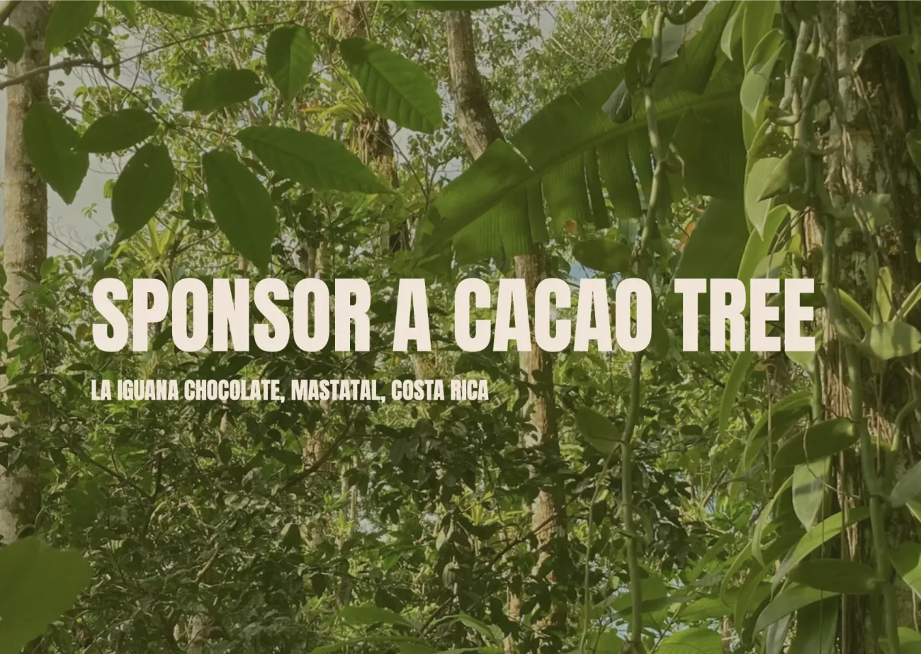 Sponsor a cacao tree
